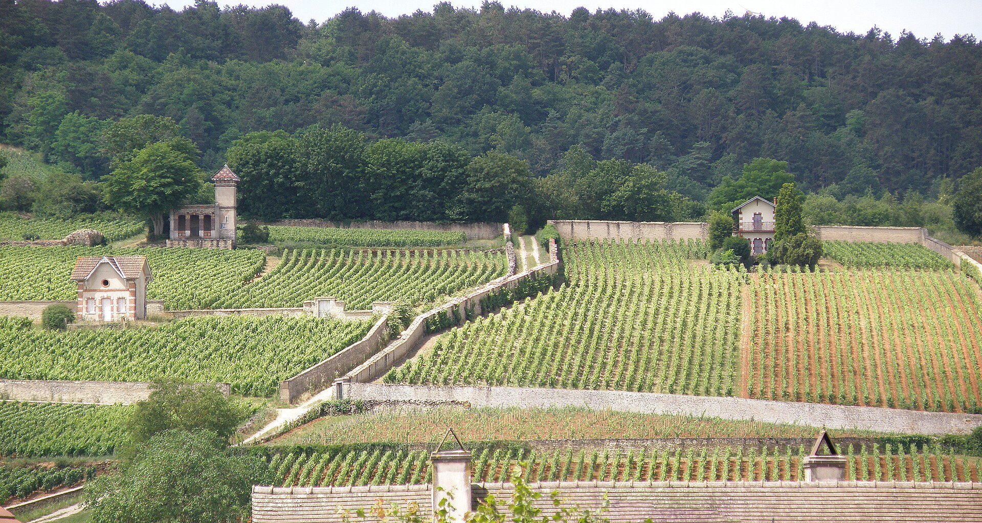 Vignes de Meursault, Côte de Beaune